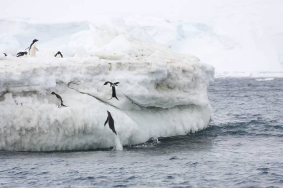 Pinguins adelie saltam da água para o alto de icebergs na região de Brown Bluff, na Antártida